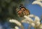 A close up of a Painted Lady Butterfly Vanessa cardui aka a Cosmopolitan feeding on  flowers. 2