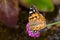 Close-up of a Painted Lady Vanessa cardui butterfly