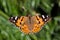 Close-up of a Painted Lady (Vanessa cardui) butterfly