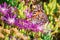 Close up of Painted lady Vanessa cardui butterfly pollinating a Trailing Iceplant Delosperma cooperi flower, California