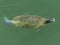 Close up of a painted turtle swimming in Lake Cumberland - Kentucky