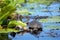 Close up of painted turtles on Point Pelee conservation area, On