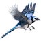 A close-up painting of a blue jay bird. Ai-generated.