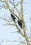 Close up of a pair of adult Jackdaws, Corvus monedula