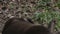 Close up of a pair of asian long clawed otters resting on the ground in washington