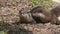 Close up of a pair of asian long clawed otters in washington