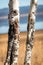 Close up of a pair of Aspen trees in nature