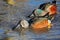 Close up of a pair of Australasian Shoveler Ducks sifting for food