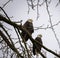 Close up of a pair of Bald Eagles perched on tree branch