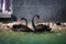 Close-up of a pair of beautiful black swans in a public pond