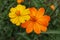 Close up of a pair of bright and vibrant orange and yellow flowers in tropical garden