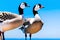 Close up of a pair of Canada geese on blue sky background. Generative AI