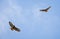 Close up of pair of Common Buzzards circling in the sky