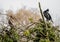 Close up of a pair of Cormorants, an adult and a juvenile, preening their feathers perched on the top of a tree