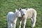 Close up of a pair of cute young lambs in the winter sunshine