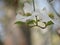 Close-up of a pair of Dogwoods in Bloom