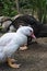 Close up of a pair of ducks scratching.