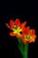 Close up of a pair of entwined red color tulips against dark background