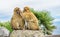 A close up of a pair of Gibraltar Barbary Apes grooming