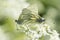 Close-up of a pair of green-veined white (Pieris napi) butterflies