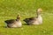 Close up of a  pair of Greylag Geese