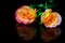 Close up of a pair of hybrid roses on reflective surface