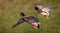 Close up of pair of Mallard ducks coming into land - soft diffused bokah