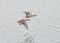 Close up of a pair of mallards