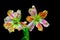 Close up of a pair of multi color lace fringed tulips against black background