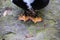 A close up of a pair of orange and black colored duck feet