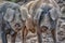 Close-up of a pair of pigs standing close-up in the field