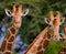 Close up of pair of reticulated giraffes in Kenya