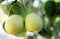 Close up of a pair of ripe pears