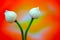 Close up of a pair of round classic white lotus flower buds against abstract background