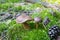 Close-up of pair of small boletuses growing on forest floor from green moss, edible mushrooms, Autumn