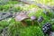 Close-up of pair of small boletuses growing on forest floor from green moss, edible mushrooms, Autumn