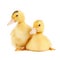 Close-up of a pair of small yellow moulard ducklings friends isolated on a white background