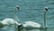 Close up of pair of swans swim next to each other.