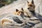 Close up of pair of swhite and brown  wild sled dog in Ilulissat, Greenland