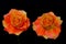 Close up of a pair vibrant rosa caribbean or caribbean roses against black background