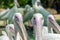 Close-up of a pair of white pelican birds