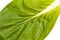 Close up of pak choi (Brassica rapa) leaf