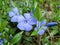 Close-up of pale blue periwinkle flowers and bright fresh greens.