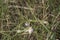 close-up: pale brown grasshopper on grass leaves and garden banded snails