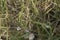 close-up: pale brown grasshopper on grass leaves and garden banded snails