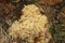 Close up on a pale colored cauliflower fungus, Sparassis crispa, growing in a forest