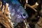 Close up of a Pale Damselfish Amblyglyphidodon indicus