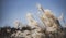 Close up, pale pampas grass Cortaderia selloana curves in the wind against a blurred blue sky background