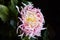 Close up pale pink dahlia flower growing outdoors