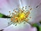 Close-up Of Pale Pink Flower Of A Dog Rose